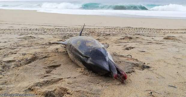 Дельфин задохнулся и умер прямо на пляже - из-за подгузника