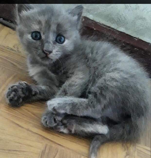 серый котенок