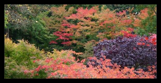Место чарующее своей красотой и живой природой - The Butchart Gardens. 