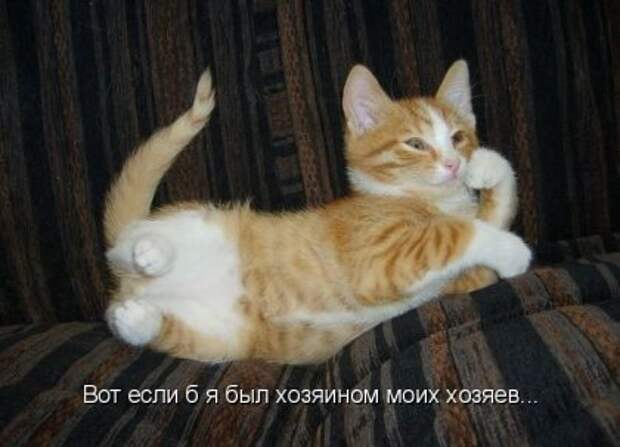Котоматрицы: Мысли вслух
