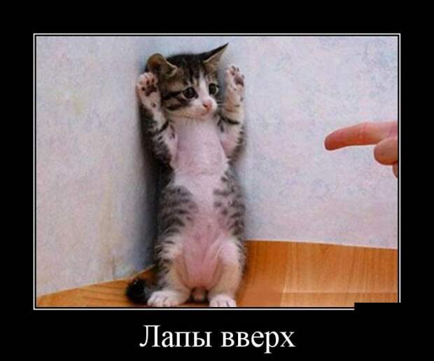 Демотиваторы