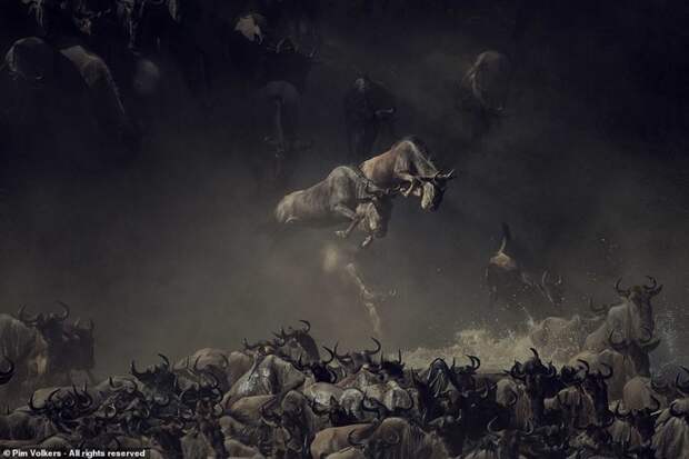 Переход дикого стада через реку Мара, Танзания. Фотограф: Пим Волкерс, Нидерланды Smithsonian Photo Contest, Претенденты, красота, лучшие фото, фотографии года, фотографы, фотоконкурс, фотоконкурсы