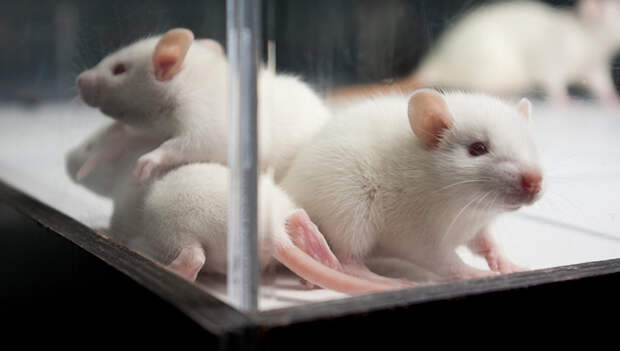 Антираковая «вакцина» уничтожает раковые опухоли у мышей