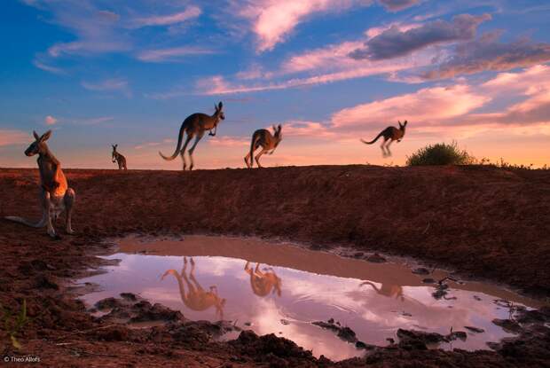 red-kangaroos-at-waterhole-by-theos-allofs-from-germany