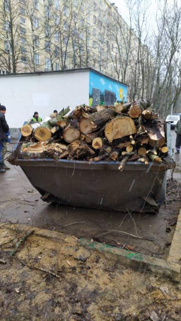 деревья