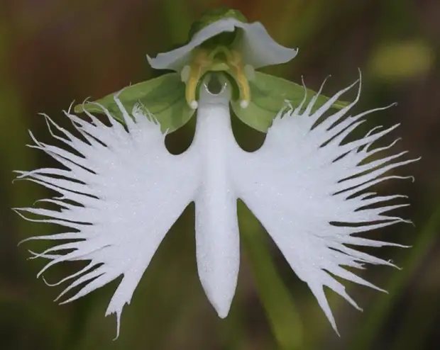 Орхидея Большая белая цапля (Habenaria Radiata)