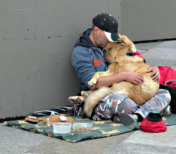 Собакам плевать на деньги, им нужна только любовь любовь, собаки, фото