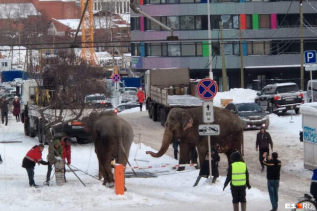 Цирковые слоны прогулялись по центральной улице Екатеринбурга