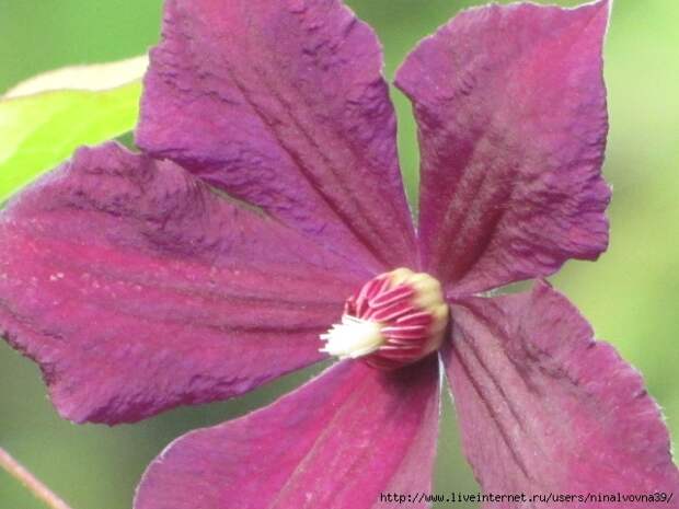 IMG_0848 (640x480, 176Kb)