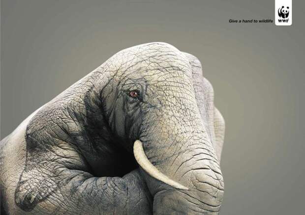 рекламные кампании о животных раскрывающие правду (15)