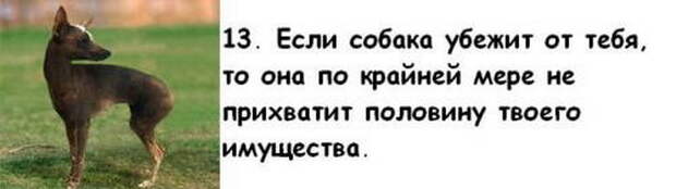 Почему собака лучше жены Почему собака лучше жены