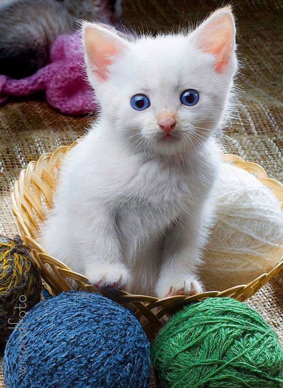 Позитив. Классные животные (89 фото)