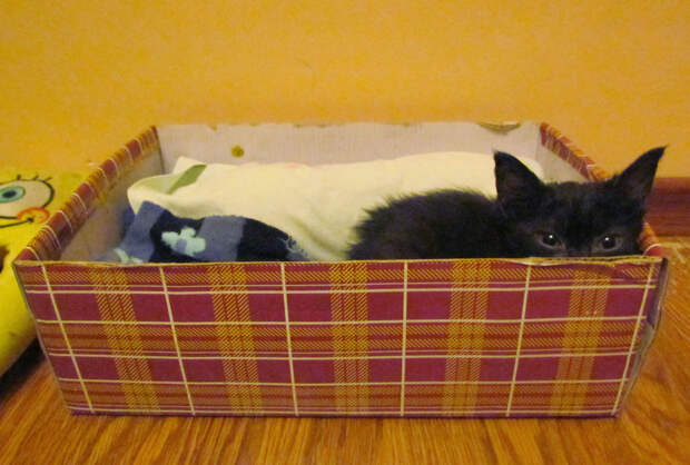 Без кота и жизнь не та