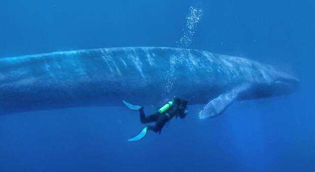 Синий кит плывет рядом с человеком. Фото