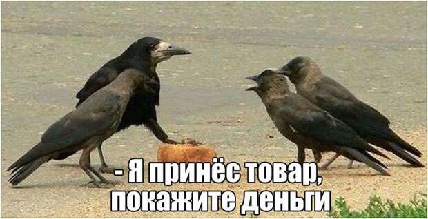 Забавные картинки Забавные картинки