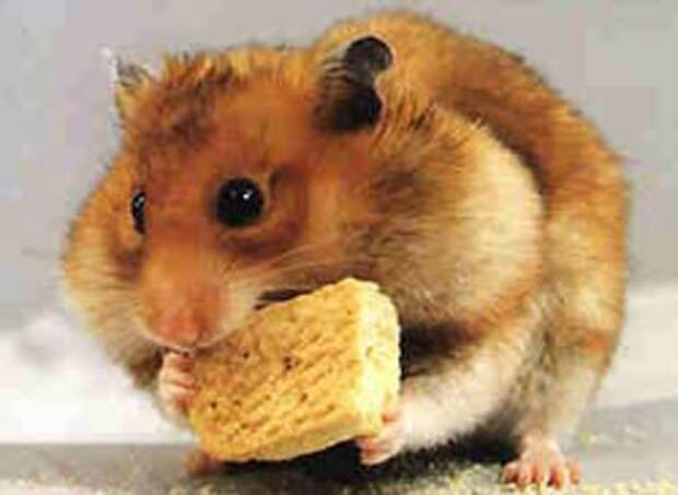 Hamster