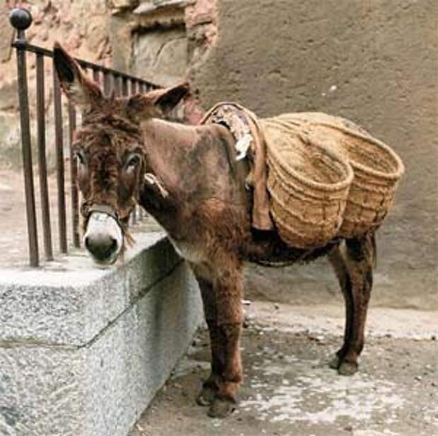 осел, ослик