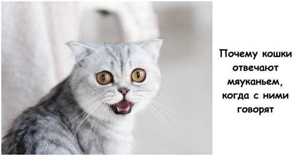 Почему кошки отвечают мяуканьем, когда с ними говорят