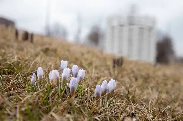 В Туле 25 апреля будет переменная облачность и до 18 градусов тепла | ТСН24