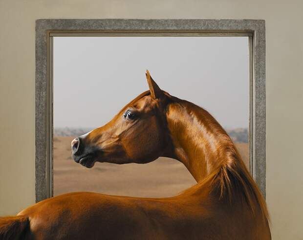 Арабские лошади – супермодели в мире лошадей. Этот сложный постановочный снимок является отсылкой к знаменитой картине Джорджа Стаббса «Уистлиджейкет», и даже выполнен в похожих тонах. Съёмки проходили в городе Аджман в ОАЭ. животные, портрет