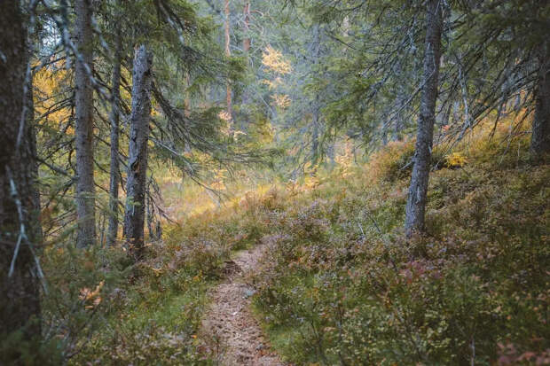 Волонтёры прекратили поиск пропавшего по сценарию Усольцевых экс-спецназовца