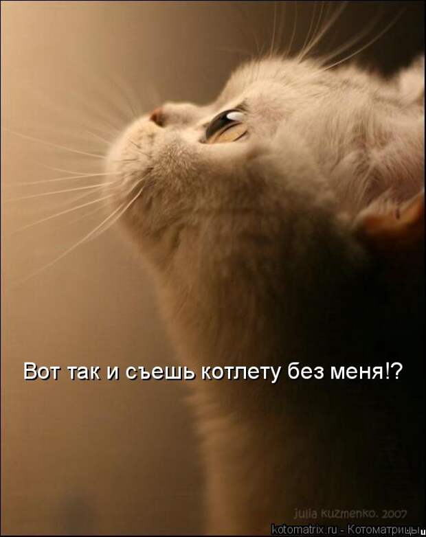 Совесть кота