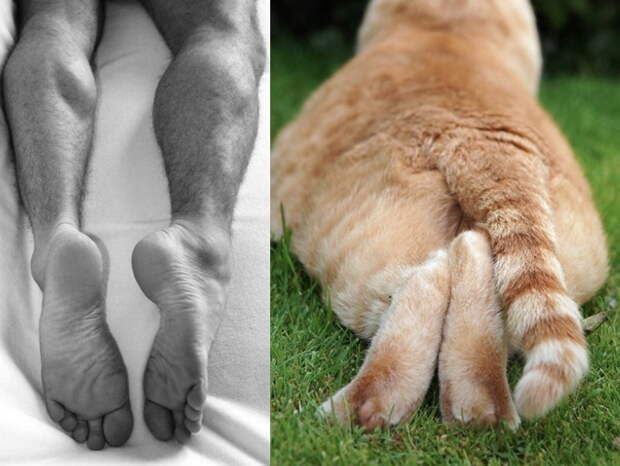 Мужики и коты 