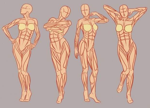 10 интересных фактов о мышцах в человеческом теле