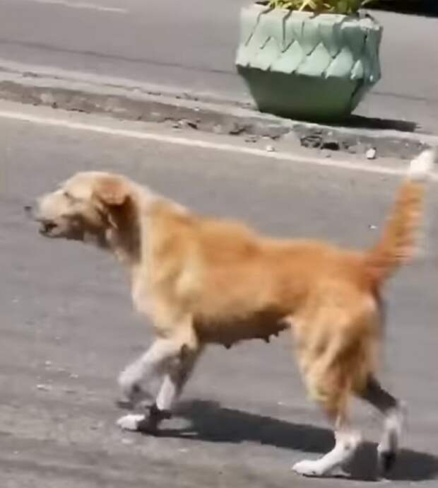 Мама-собака пыталась забрать сбитого щенка с дороги, и никто из людей не смог помочь ей