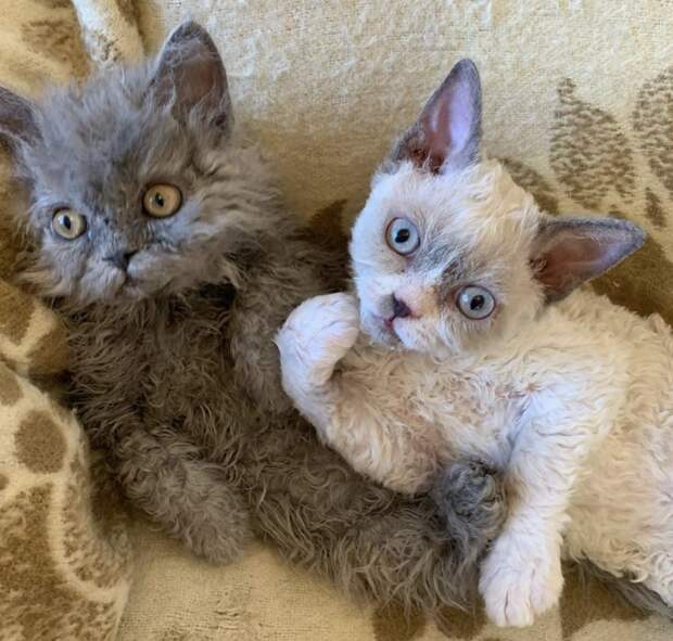 7 фото кудрявых кошек, которые напоминают милых овечек