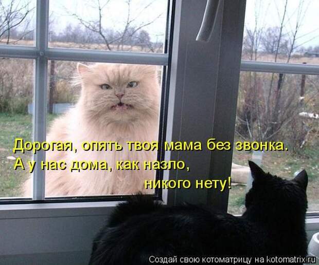 Лучшие котоматрицы недели (50 фото) Лучшие котоматрицы недели (50 фото)