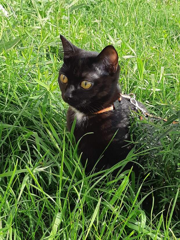чёрная кошка