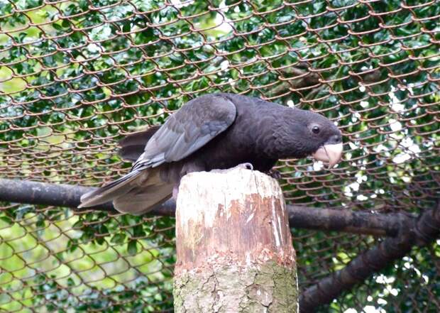 Greater Vasa Parrot
