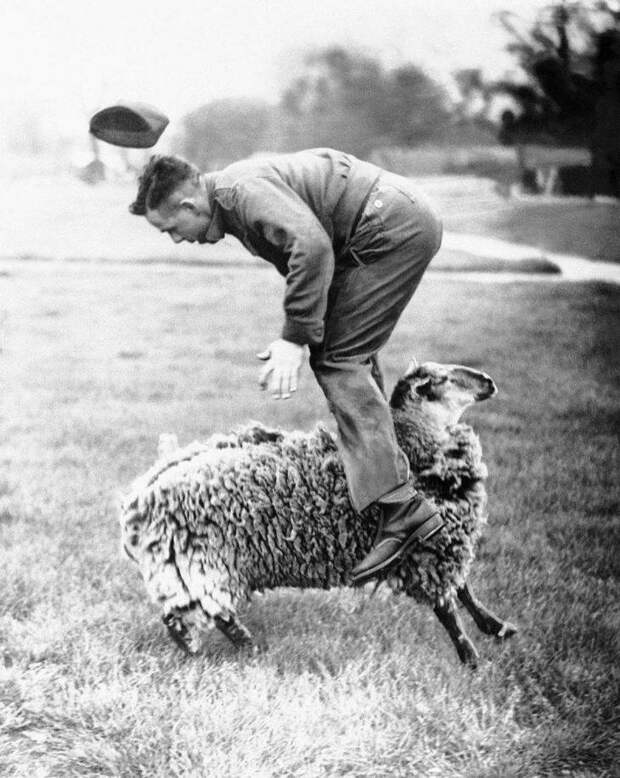 Настоящий прыжок через… овцу. настроение, позитив, юмор