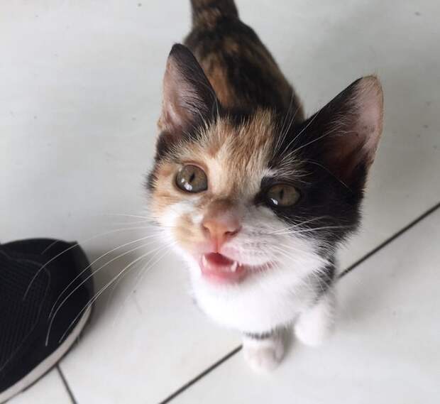 Котенок стоит