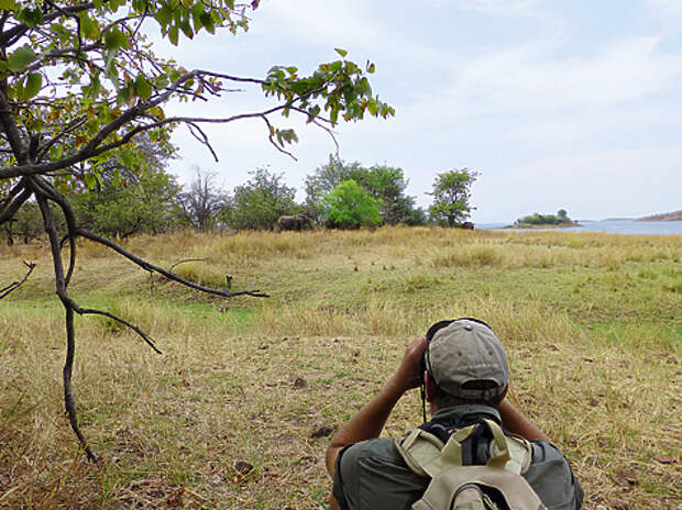 В обязанности профессионального белого охотника входит охрана таких привлекательных для браконьеров животных, как слоны и носороги.