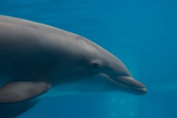 В США откроют дом престарелых для дельфинов дельфины, животные, заслуженный отдых, старость в радость