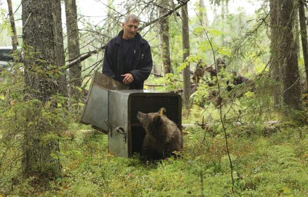 Биолог Сергей Пажетнов с женой спасли сотни медвежат
