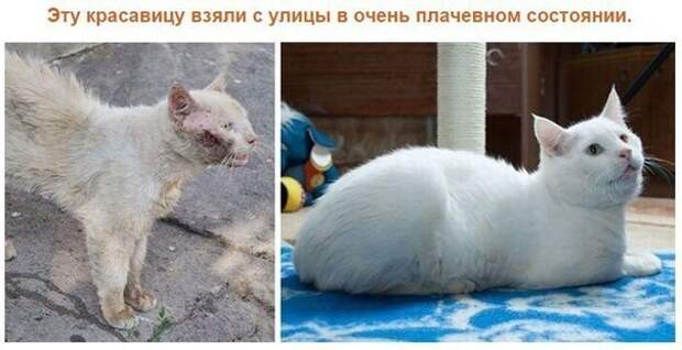 Спасенные кошки, которых подобрали и полюбили. Фото до и после. Спасенные кошки, которых подобрали и полюбили. Фото до и после.
