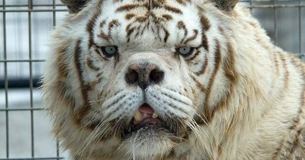 О чем молчат зоопарки: несчастные изгои белых тигров в мире, дефект, животные, зоопарк, мутация, тигр