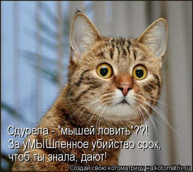 Котоматрица: Сдурела - "мышей ловить"??! За уМЫШленное убийство срок,  чтоб ты знала, дают!