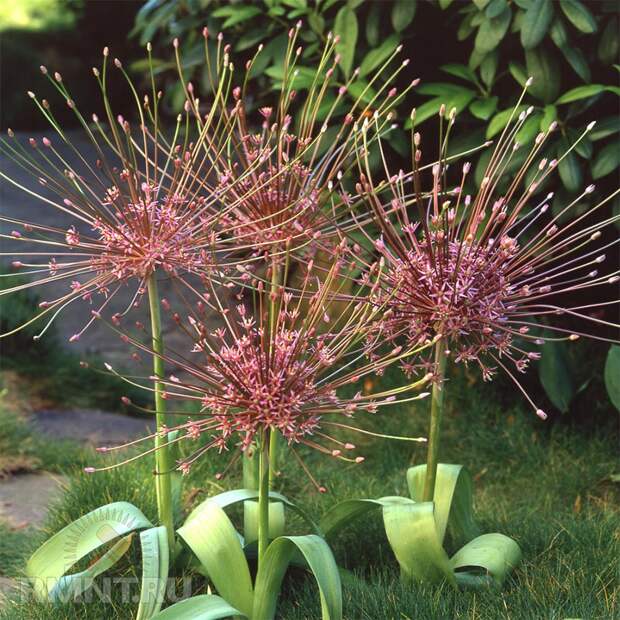 Декоративный лук Шуберта (Allium Schubertii)