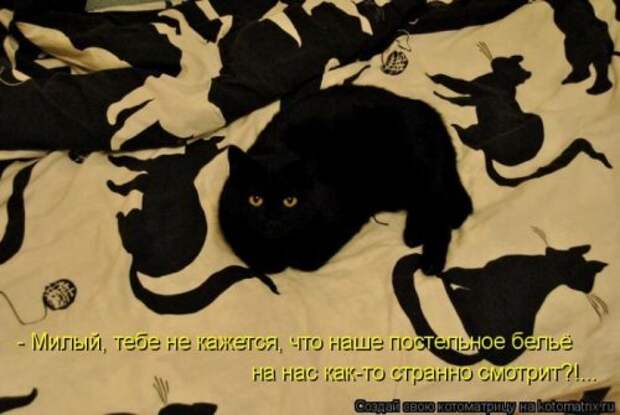 Главная котоматрица свежак