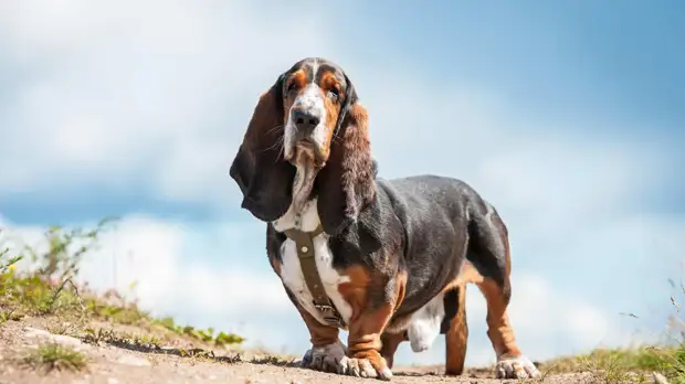 Давайте жить дружно: 6 пород собак, которые отлично уживутся с кошками