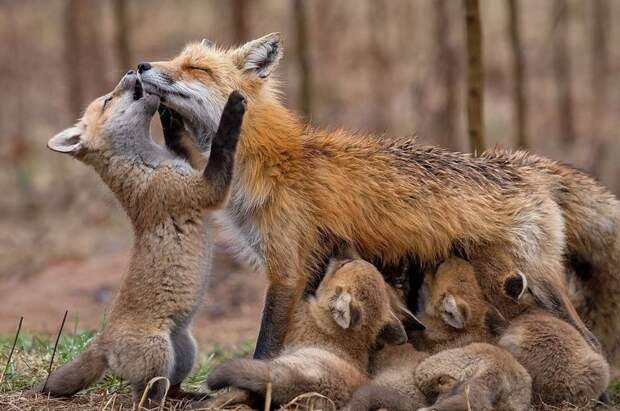 Прошлой весной жительнице Канады Бриттани Кроссман посчастливилось встретить семью лисиц, оказалось, животные живут всего в двух минутах от ее дома Sony World Photography Awards, животные, конкурс, люди, природа, путешествие, фотомир