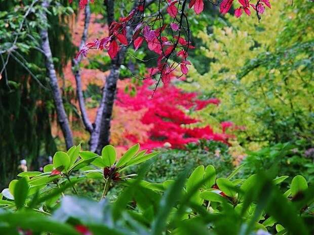 Место чарующее своей красотой и живой природой - The Butchart Gardens. 