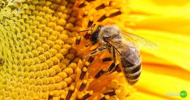 5 фактов о пчелах, которые изменят ваше представление о них пчелы, смысл жизни, тяжелая работа, факты