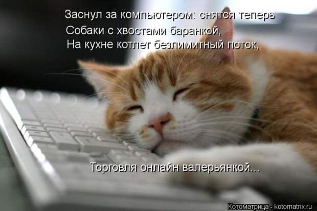 Лучшие котоматрицы недели Лучшие котоматрицы недели