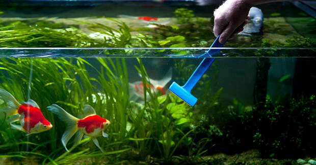 Уход за аквариумом – как часто нужно мыть емкость, уход за обителями, правила содержания