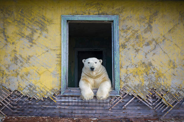 Белый медведь на Колючине — острове в Чукотском море